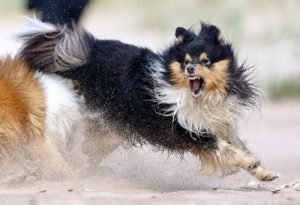 5 Recommendations for Dealing with Your Dog's Aggression