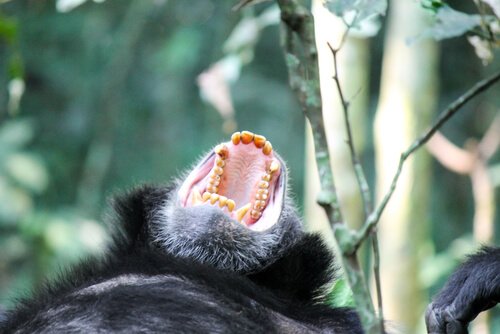 Chimp screaming