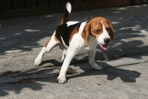 A beagle with kidney failure