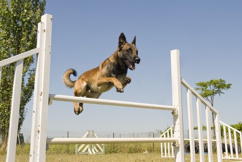 Canine sports like agility are fun