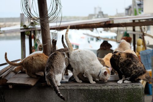 A lot of cats eating together