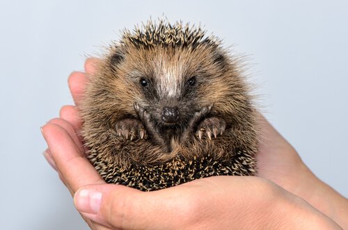 Hedgehog rolled in a ball