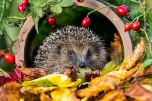 Can you have a hedgehog as a pet?