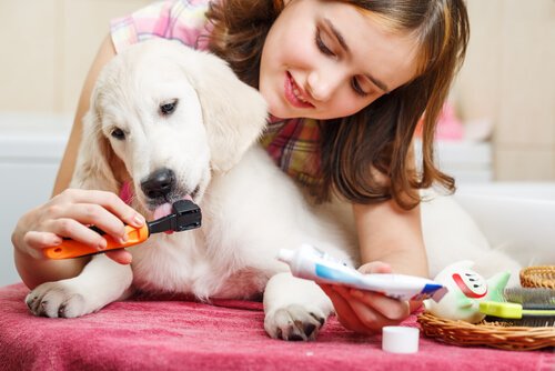 Girl having her dog taste the toothpaste on a toothbrush