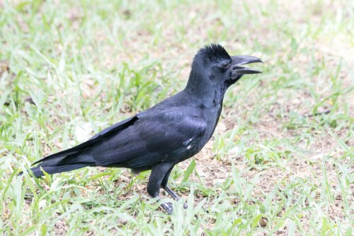 Large-billed Crow