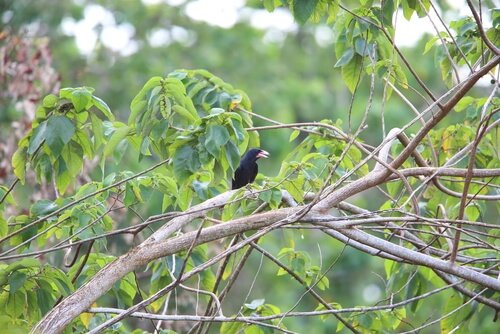 White-billed Crow