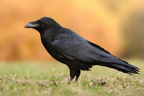 5 Crow Species