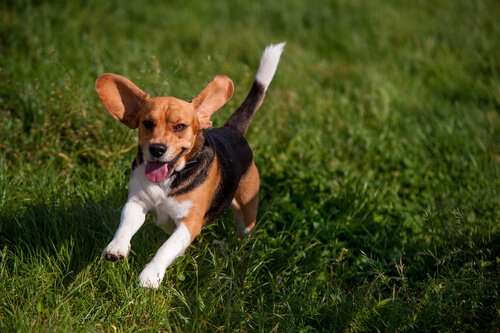 Beagle running through a grass field