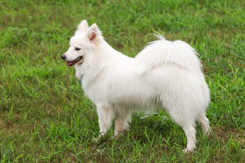 A dog with a coiled tail standing in a field