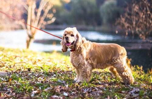 Cocker Spaniel on a leash in a field next to a pond