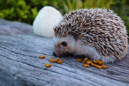 Hedgehog eating cat food