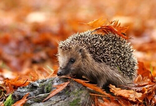Hedgehog Facts: habitat, traits and behavior