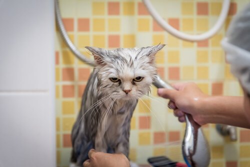 Cat being bathed