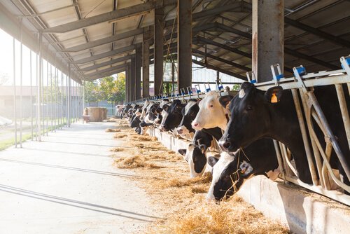 Cows feeding on hay