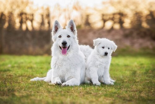 Swiss White Shepherd