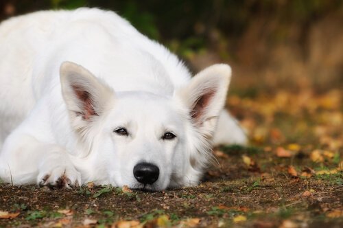 Swiss White Shepherd lying down