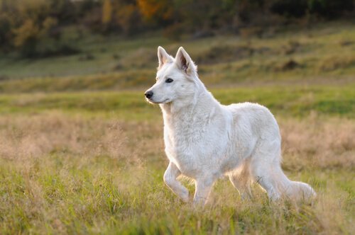 Swiss White Shepherd in a field
