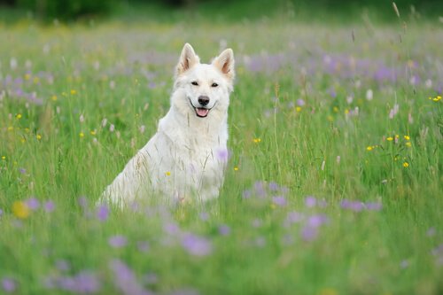 The Swiss White Shepherd: Όμορφος και Έξυπνος