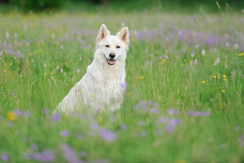 The Swiss White Shepherd: Beautiful and Smart