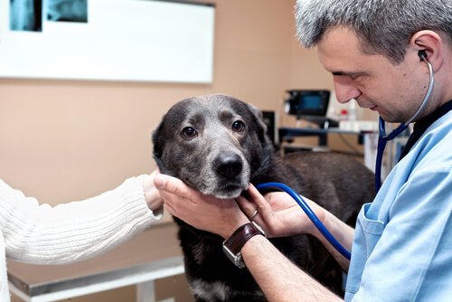 A dog getting checked by a vet
