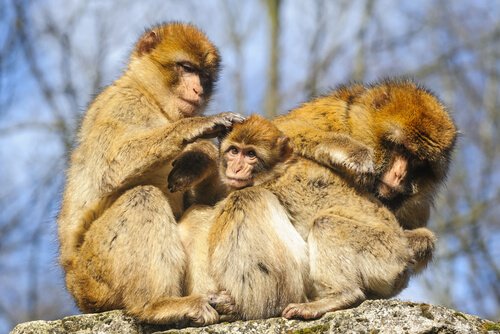 Monkeys grooming each other
