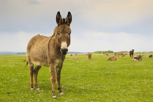 Donkey in a field