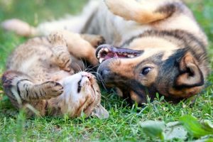 Four Reasons to Sterilize Your Pet