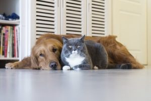 Deadly Diseases in Cats and Cogs