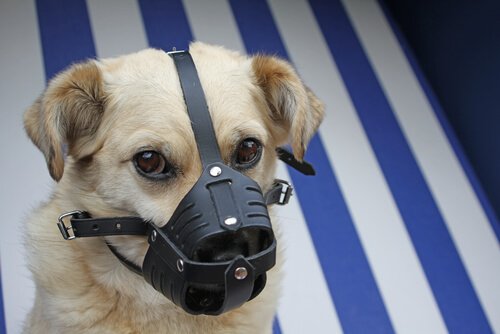 Dog's wounds are so bad, he needs to wear a muzzle to stop him from licking it