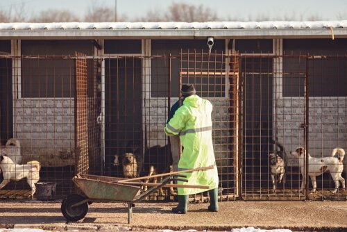 A man working on the enclosures of dogs