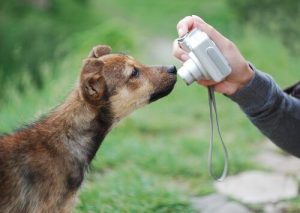 Tips for Taking Great Pictures of Your Dog