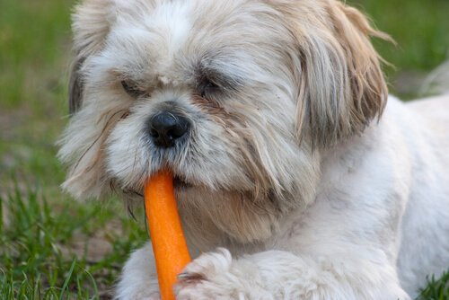A dog chewing on a carrot