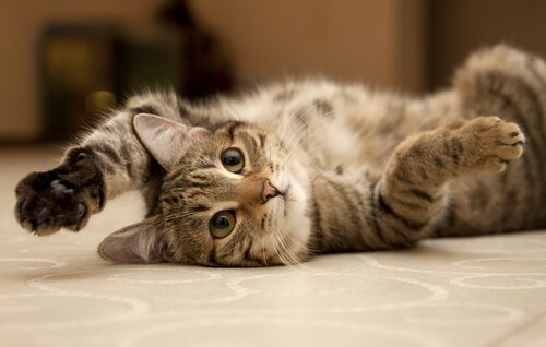 A cat lying down on his back