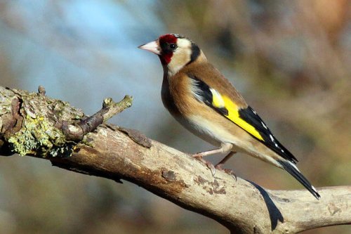  Goldfinch sitting on a branch 