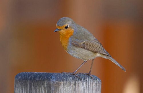  Robin sitting on a wooden post 