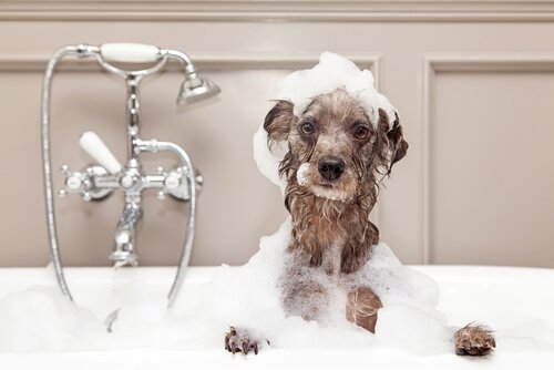 How to Give a Dog a Bath in the Winter