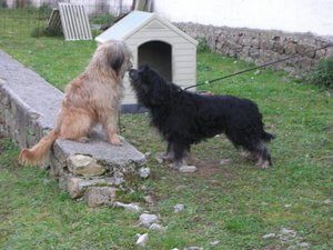 Catalan Sheepdog in a back yard