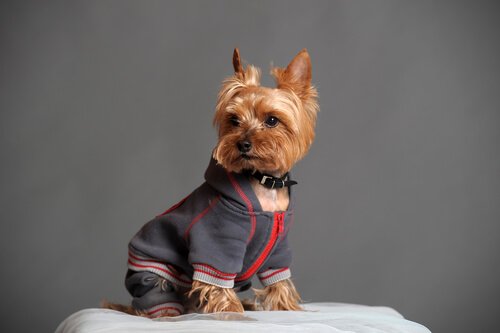 A Yorkie posing for a picture