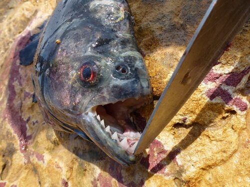 Black Piranha