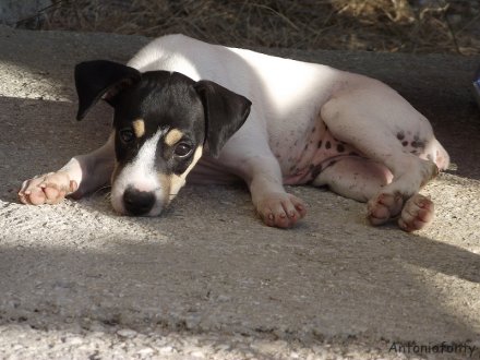 A puppy laying on a concrete floor.