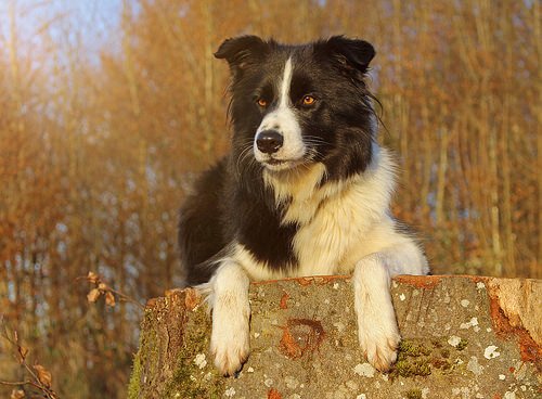 Border Collies can't take anti-inflammatories