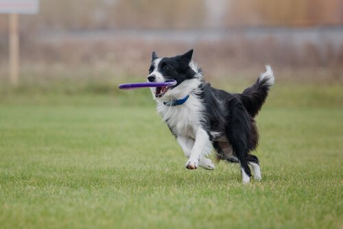 border collie running with a frisbee in its mouth