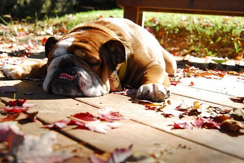 Bulldog sleeping on the ground