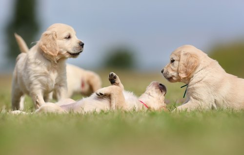 Golden Retriever puppies laying in grass.