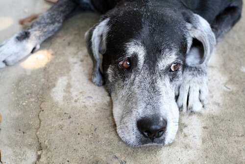 Do with canine cognitive dysfunction