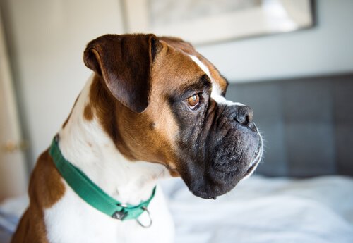 How to Identify Depression Symptoms in Dogs - My Animals