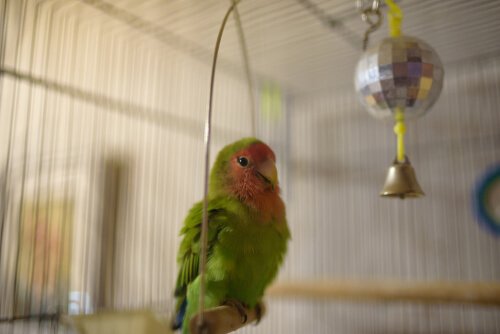 Caring for lovebirds