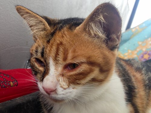 A cat's face swelling from anti-inflammatories