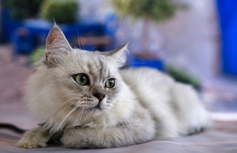 Feline Communication: Listen to Your Cat - My Animals