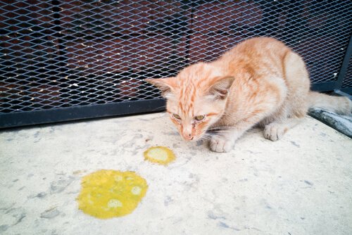 A cat throwing up his food
